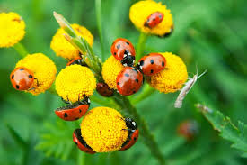 Garden Pest Control—Natural, Powerful, Wolves-Strong
