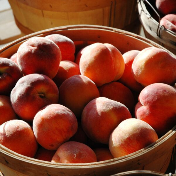 Georgia Peaches - NEW SEASON IN STOCK
