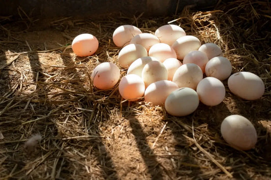 Pasture Raised Duck Eggs