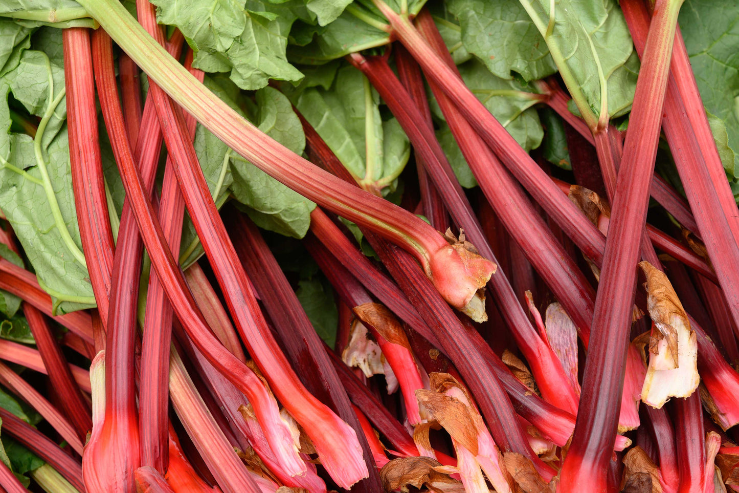 Fresh Rhubarb Stalks - OUT OF SEASON