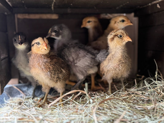 Crack the Truth: 12 Surprising (and Helpful) Facts About Eggs