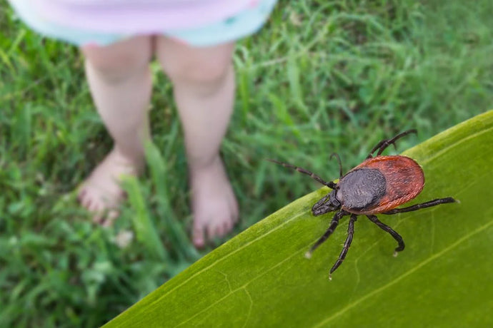 Surviving Flea & Tick Season in Florida: A Natural Guide