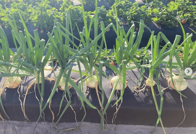 The Natural Magic of Strawberry Onions: A Sweet &amp; Savory Delight &amp; Natural Pest Control