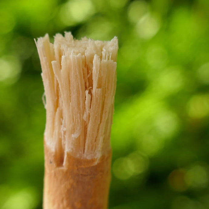 The Benefits of Using a Miswak Stick and Its Rich History - Nature's Toothbrush