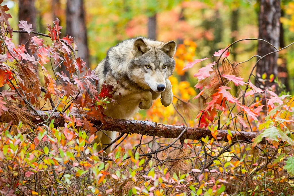 Yellowstone's Aspen Trees Thrive Again Thanks to the Return of Gray Wolves