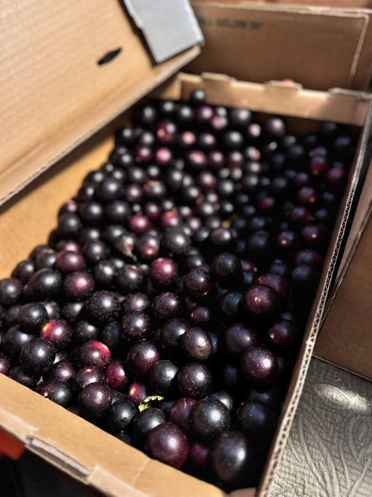 OUT OF SEASON - Muscadines (Red Bullets) - $4 per pound We3Wolves Trading Co