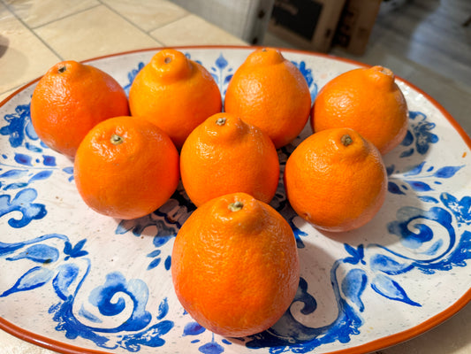 Minneola Oranges
