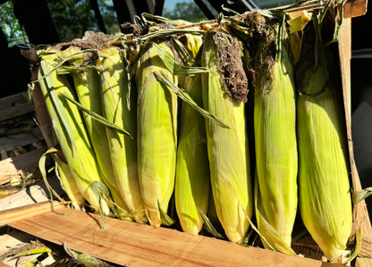 Silver Queen Corn