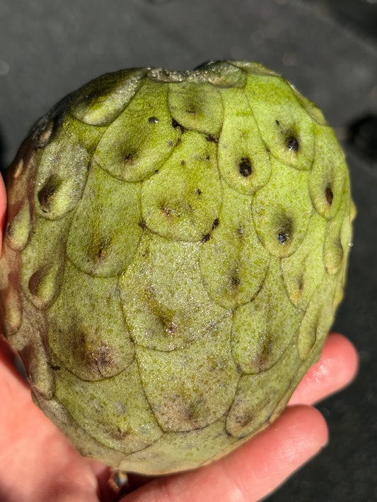 MINIMUM ORDER - Cherimoyas