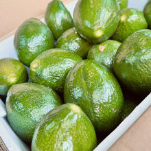 Load image into Gallery viewer, Avocado (Tropical/Florida)- $3 each We3Wolves Trading Co