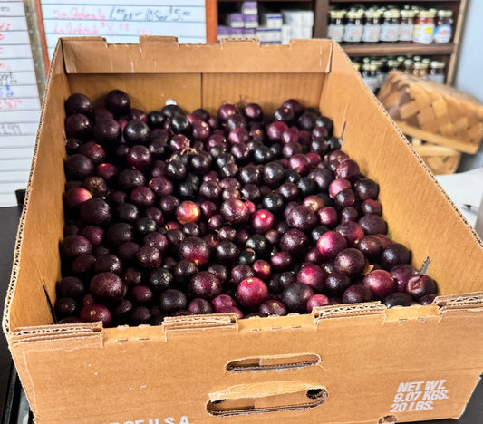 OUT OF SEASON - Muscadines (Red Bullets) - $4 per pound We3Wolves Trading Co