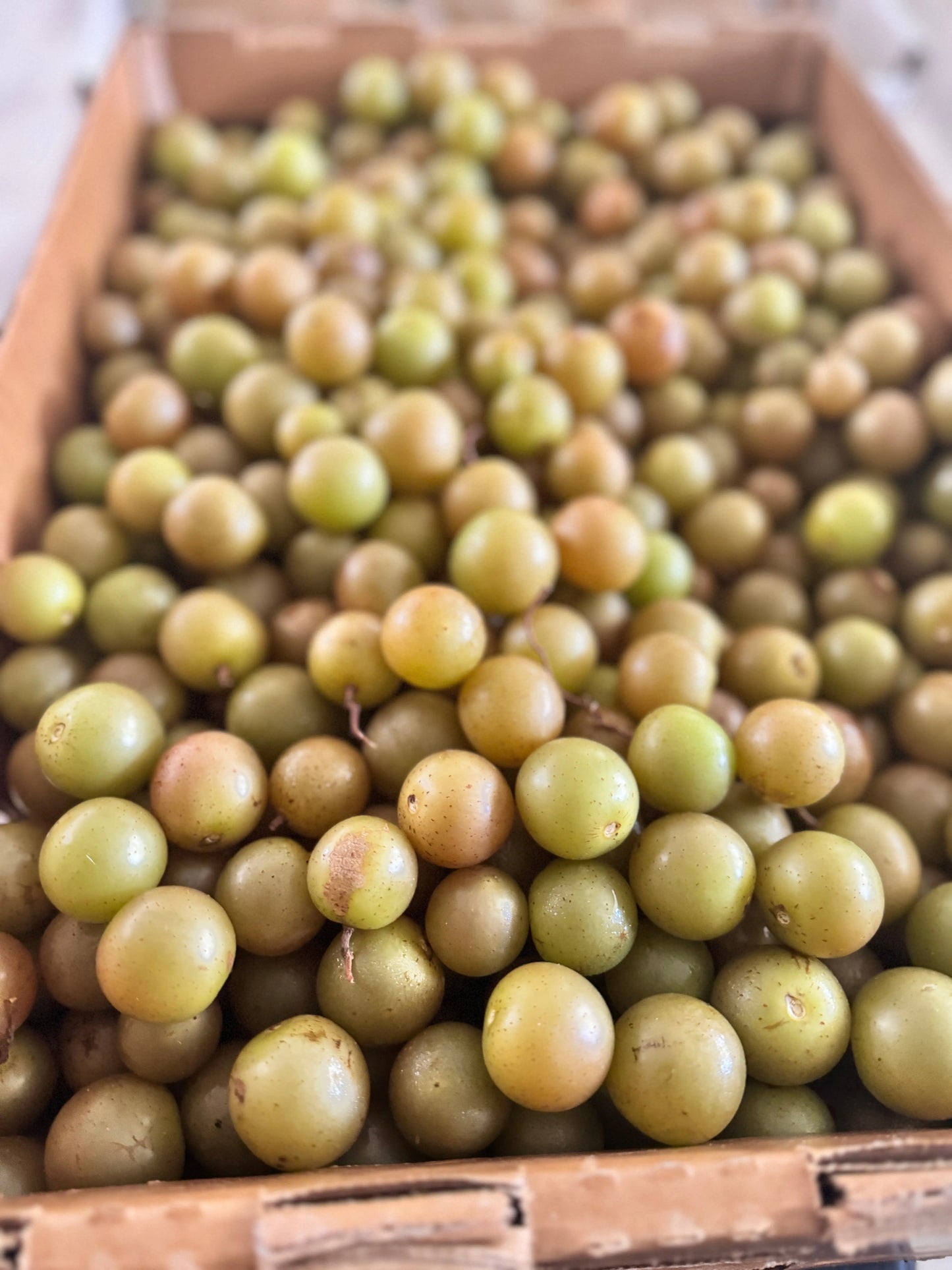 OUT OF SEASON - Scuppernong (Green Bullets) - $4 per pound We3Wolves Trading Co