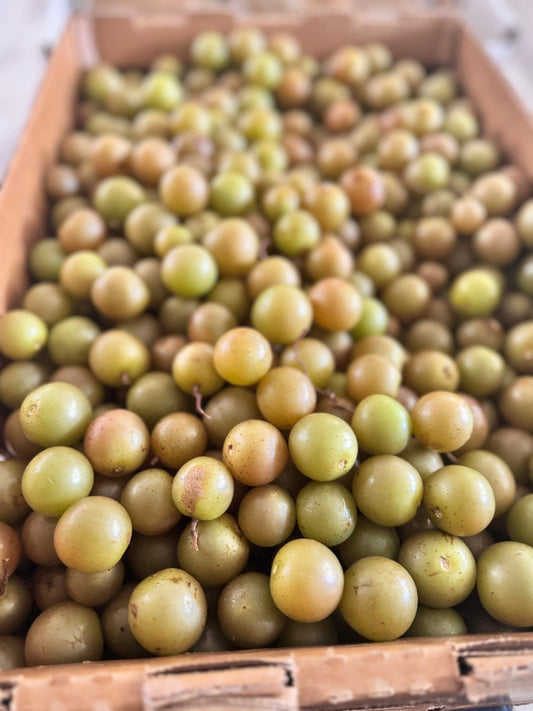 OUT OF SEASON - Scuppernong (Green Bullets) - $4 per pound We3Wolves Trading Co
