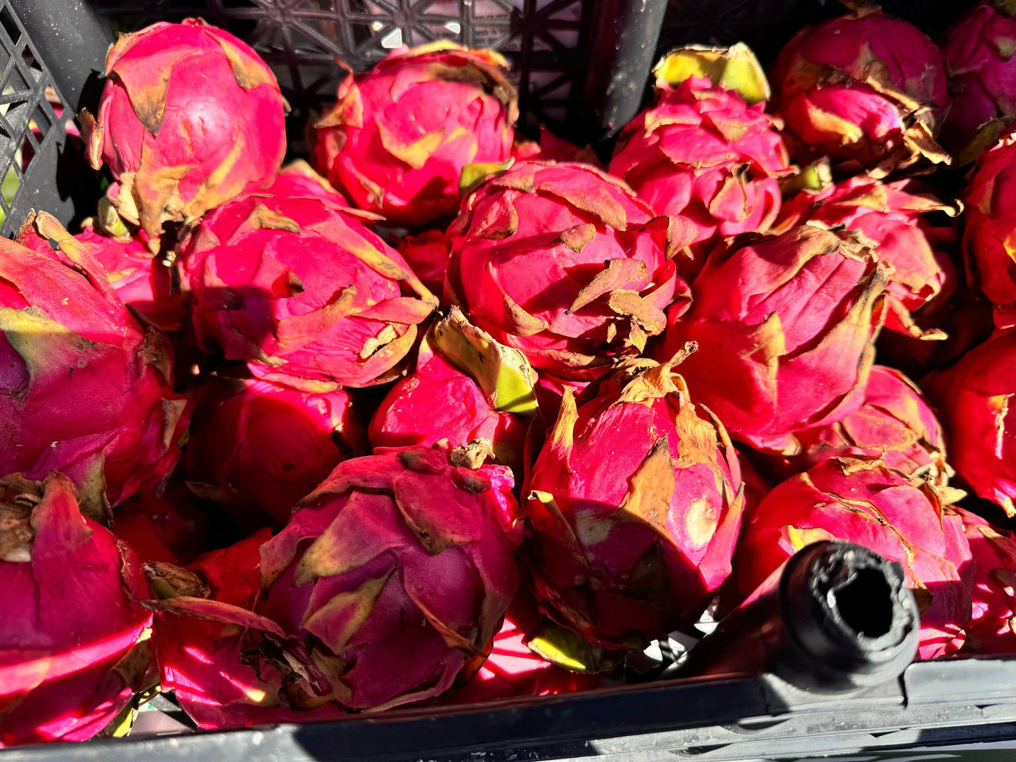 Red Dragon Fruit - $5 each We3Wolves Trading Co
